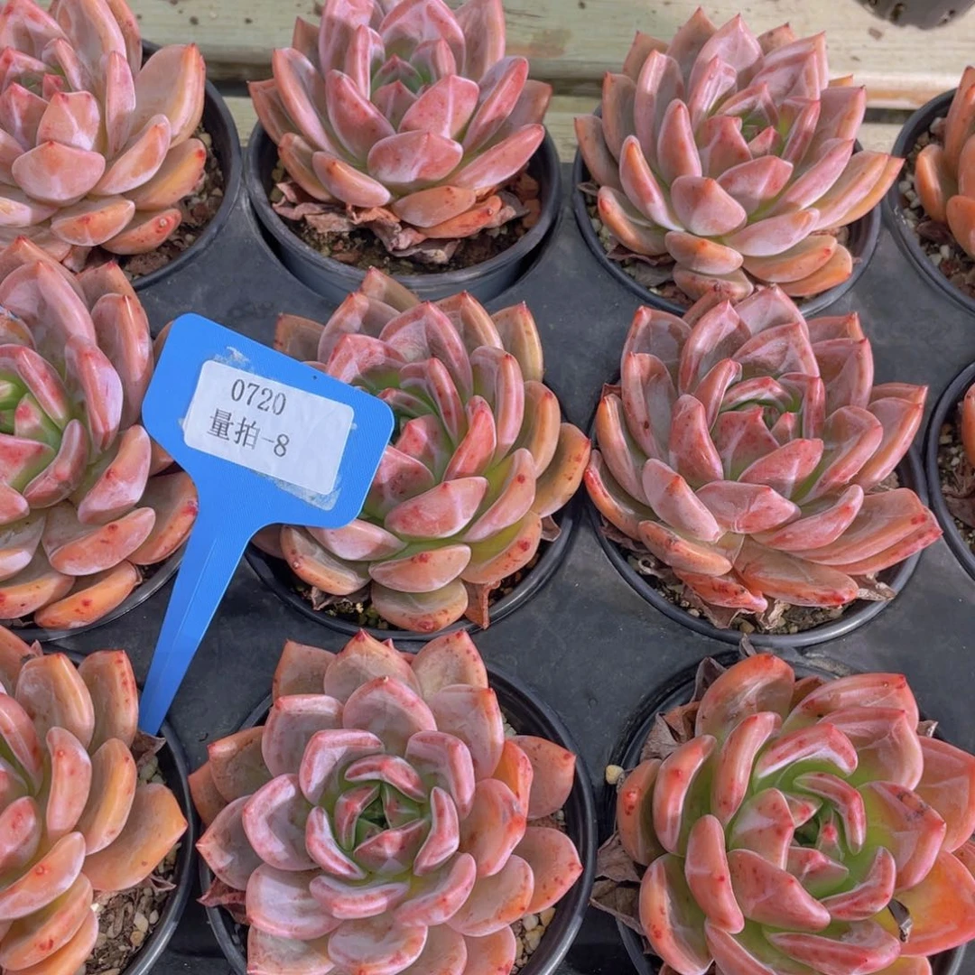 0720-8-酒红香槟单头一颗量拍