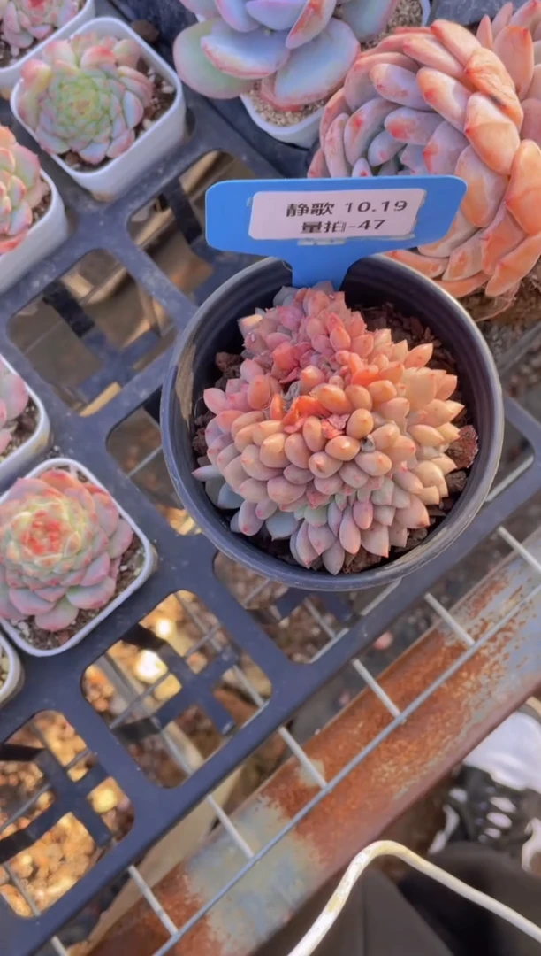 【闪购商品】1019-47-福利美肉一颗