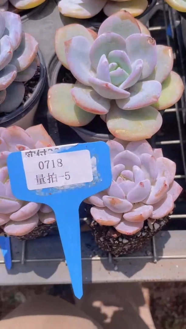 【闪购商品】0718-5-雪酥单头+雪酥蹭伤福利量拍