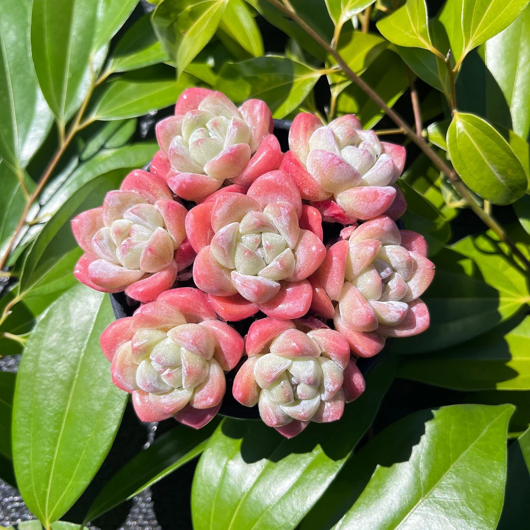 静歌园艺多肉冰玉手捧拼盘链接