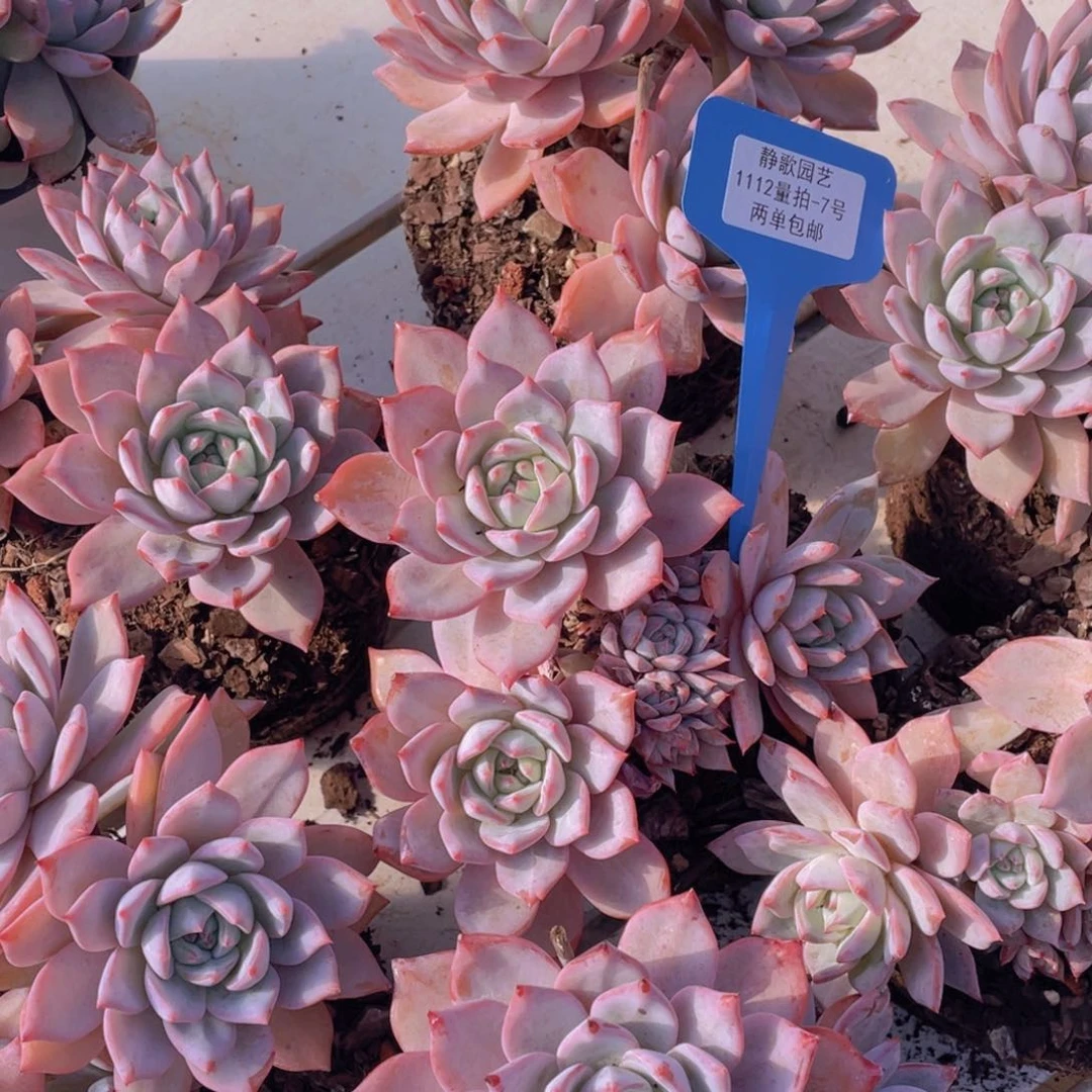 1112-7-大群精品粉蓝鸟一刻