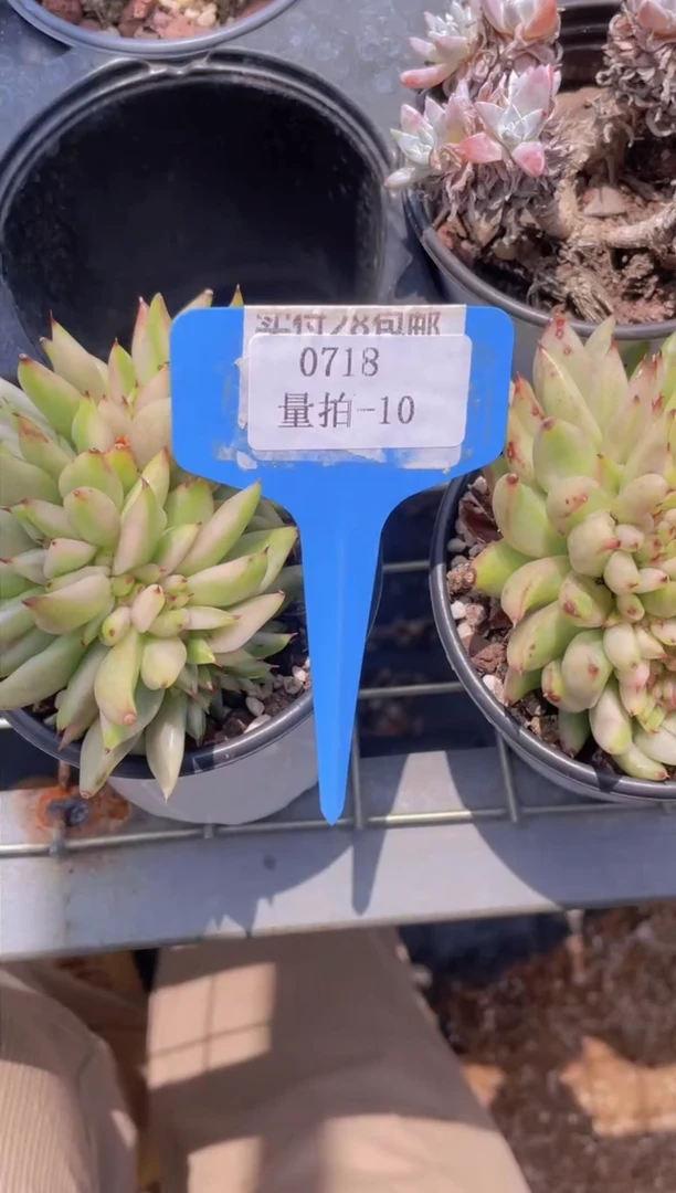 【闪购商品】0718-10-福利美肉一颗量拍