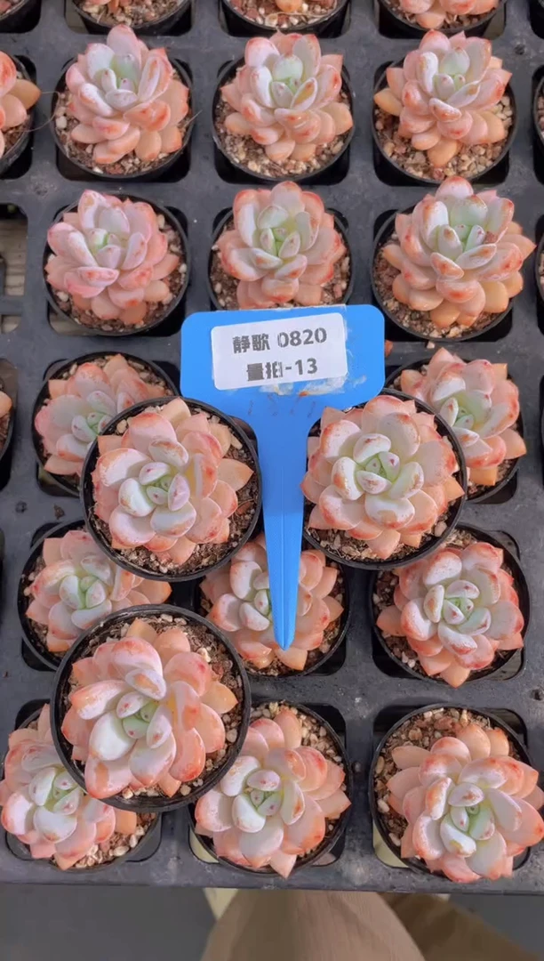 【闪购商品】0820-13-星星雪单头买一送二量拍