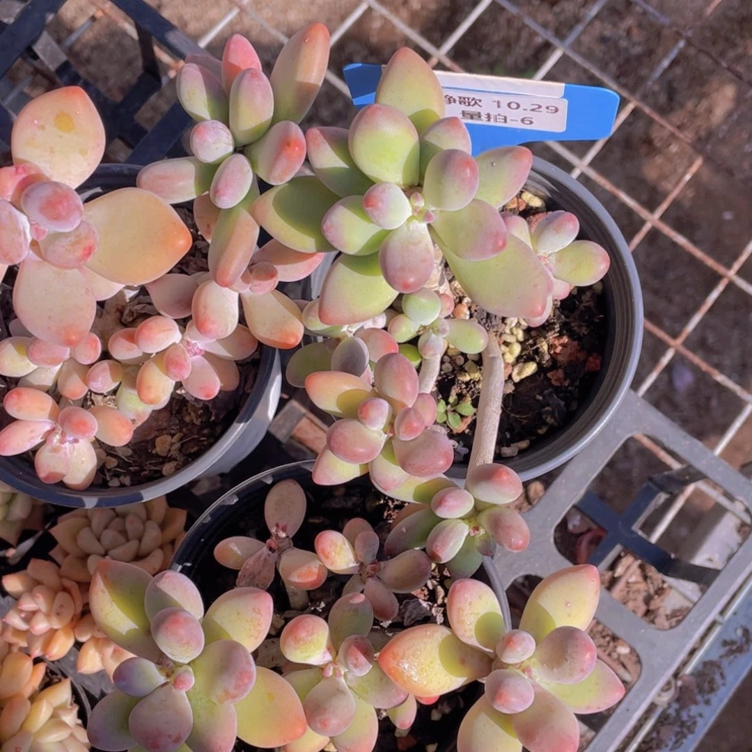 1029-6-苹果奶群两颗