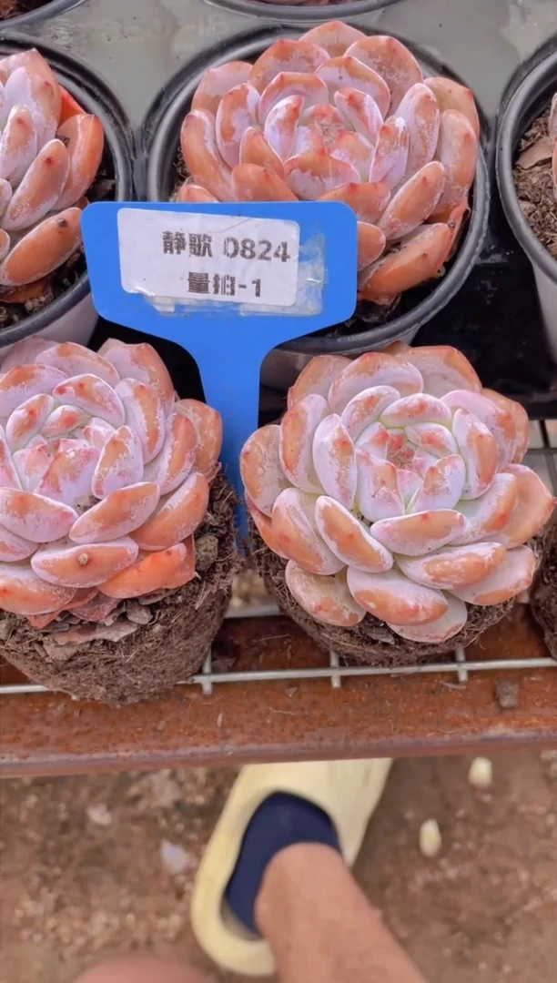 【闪购商品】0824-1-雪天使单头买一送一福利量拍