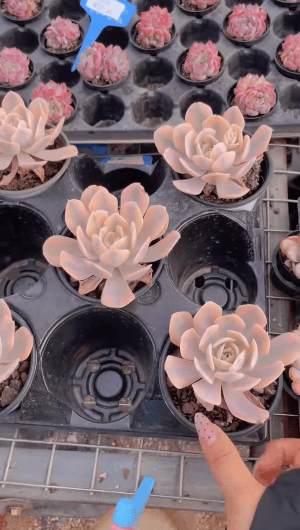 【闪购商品】0719-37-鲁氏锦一颗