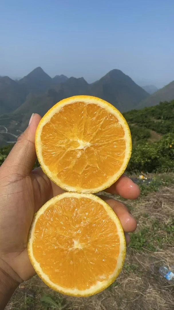 正宗罗甸甸蜂蜜橙新鲜现摘包邮到家