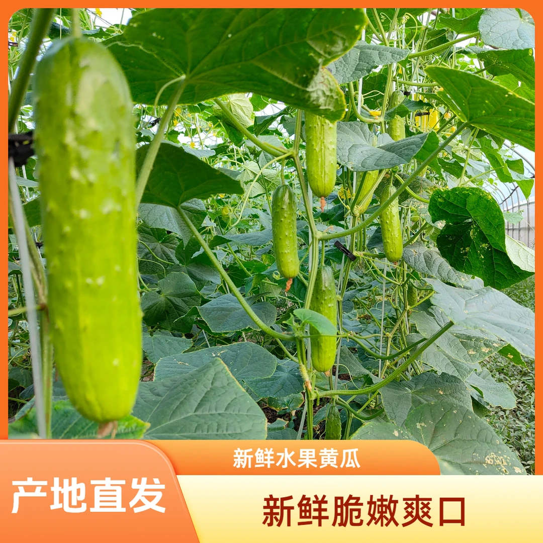 产地直发水果小黄瓜3斤5斤脆嫩爽口农家自种新鲜采摘现摘现发