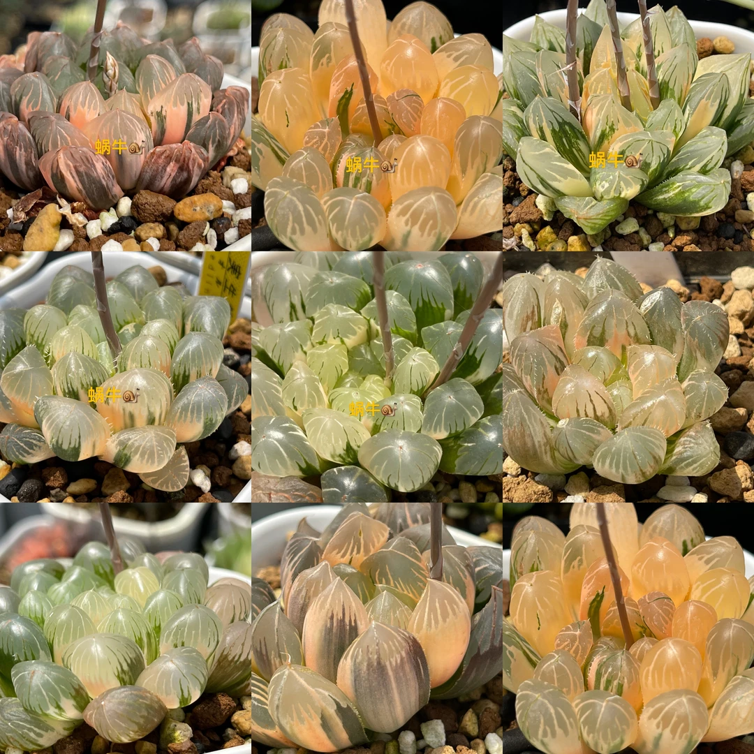 实生玉露锦种子30粒