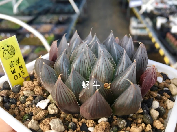 蜗牛实生紫霞玉露大苗