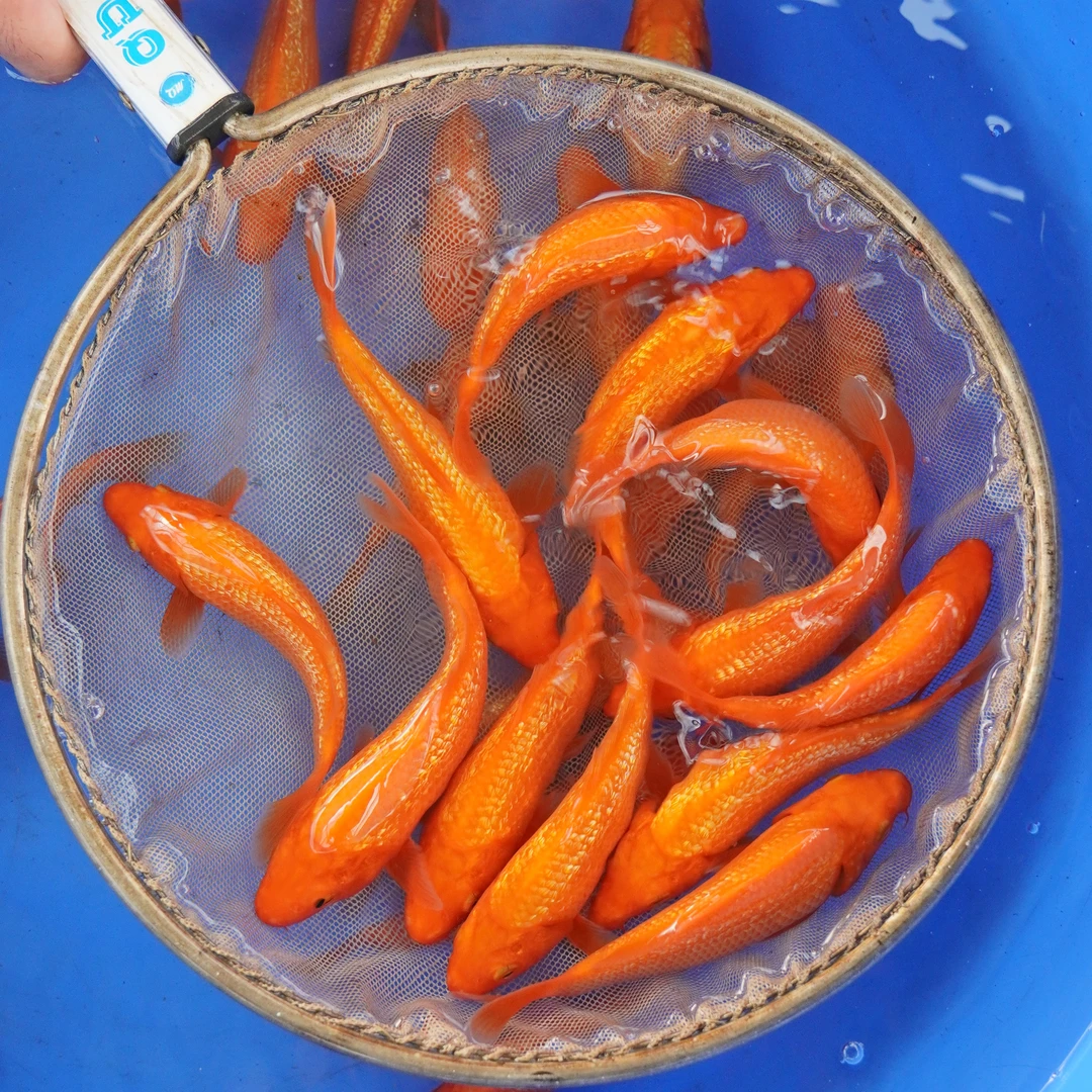 ❶锦鲤观赏鱼冷水鱼淡水好养易活小型活体火鲤红白养鱼好饲养虎皮