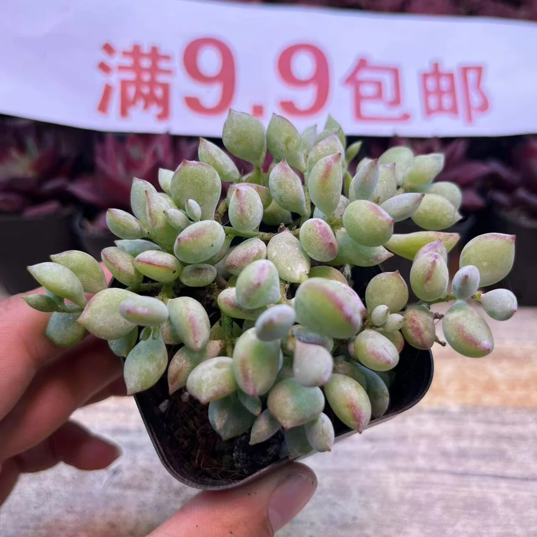 一盆达摩福娘盆   满9.9包邮