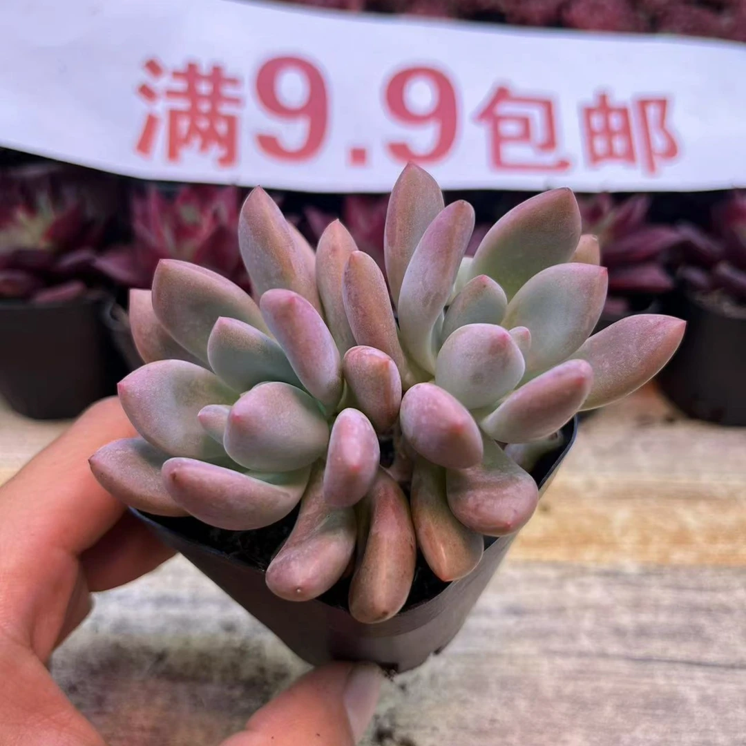 奥普琳娜单双混发  满9.9包邮