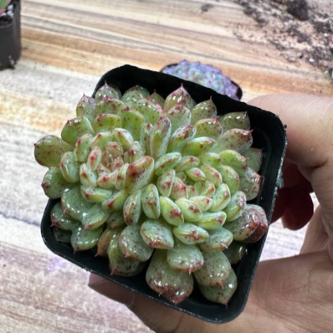 白胖子1盆 满九块九包邮