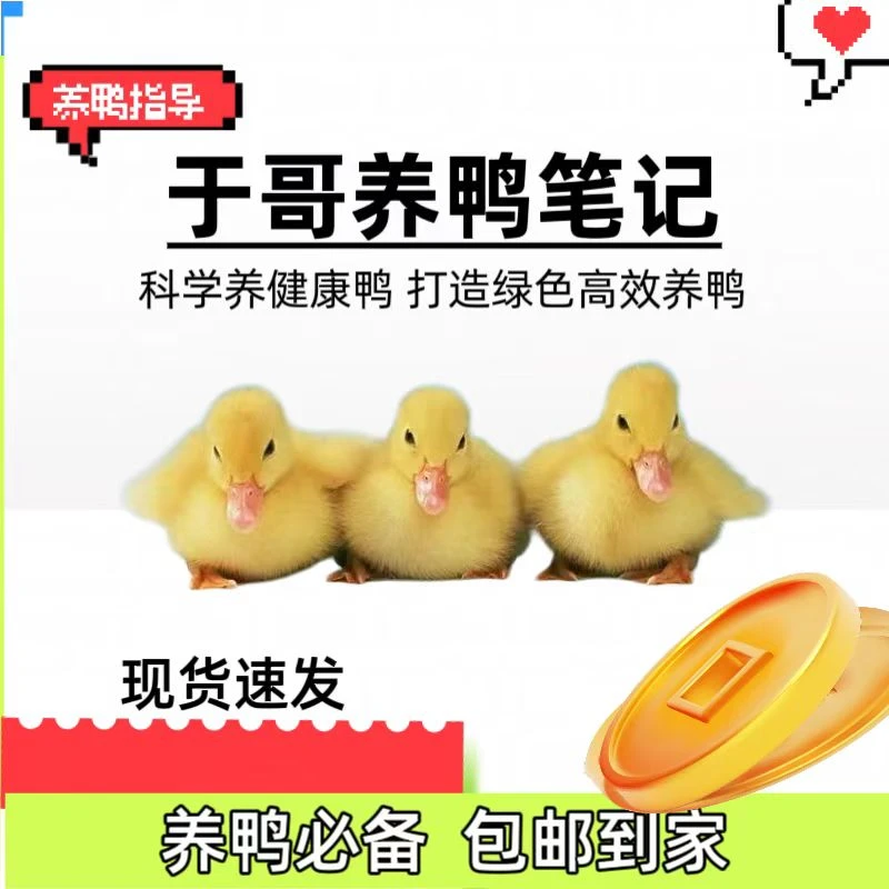 于哥肉鸭养殖实操笔记温度控制疾病防控降料比精准饲养管理手册