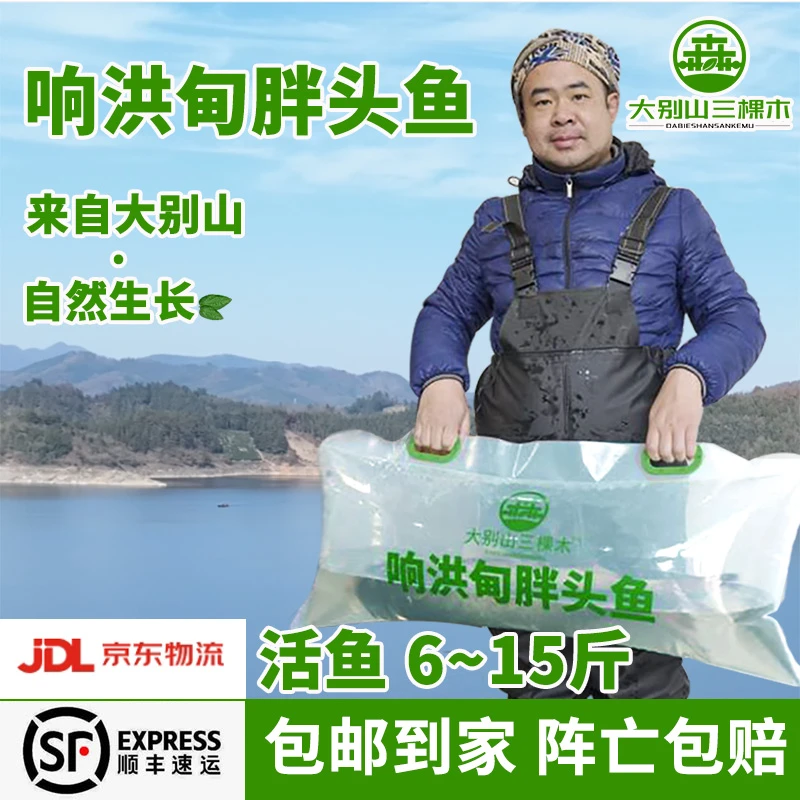 大别山响洪甸水库胖头鱼新鲜活鱼野生正宗响洪甸鳙鱼花鲢大头鲢鱼