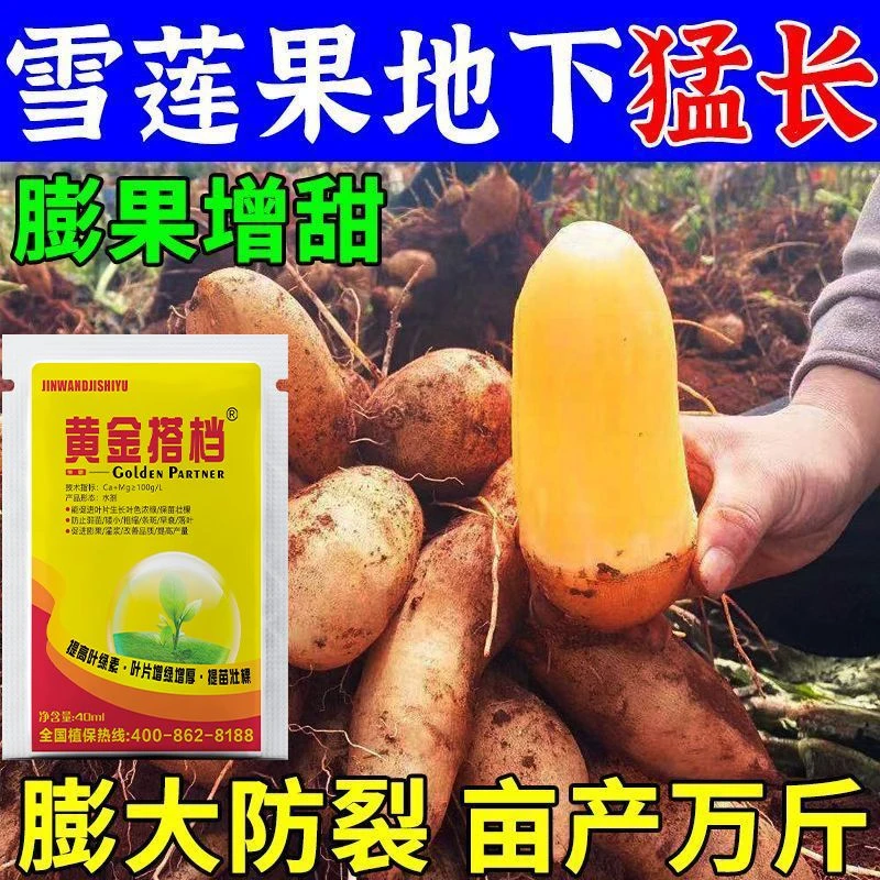 雪莲果膨大素控旺增甜防裂增产专用膨大素防裂皮叶面肥膨大膨果