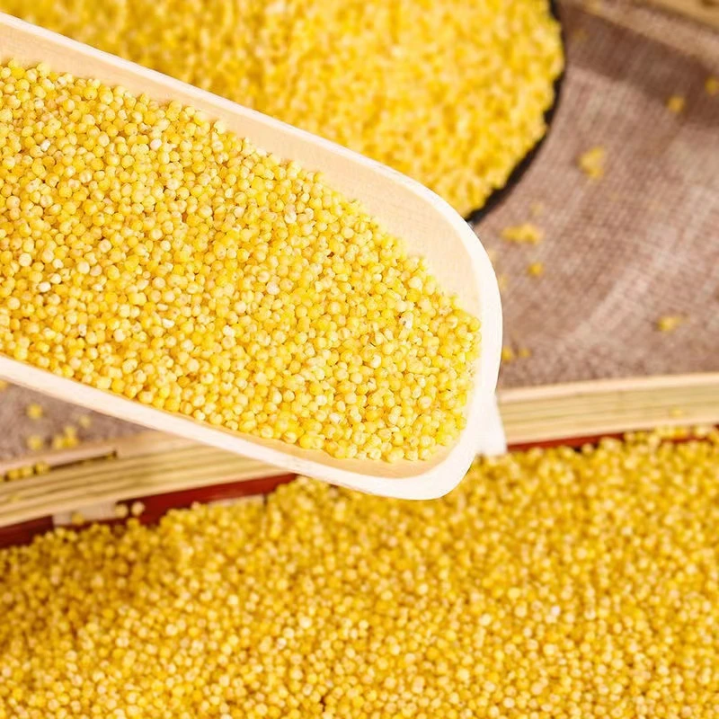 马投涧   十里香  红谷小米【5斤装】