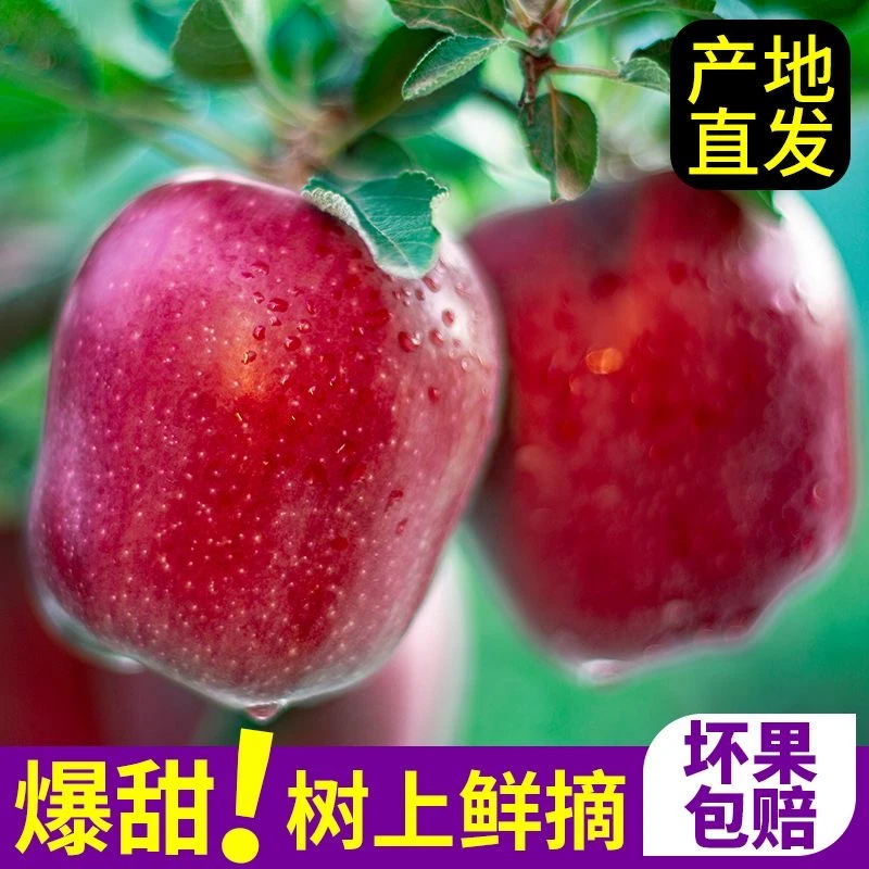 甘肃天水花牛苹果带箱10斤装新鲜水果当季正宗平果红蛇粉面丑果
