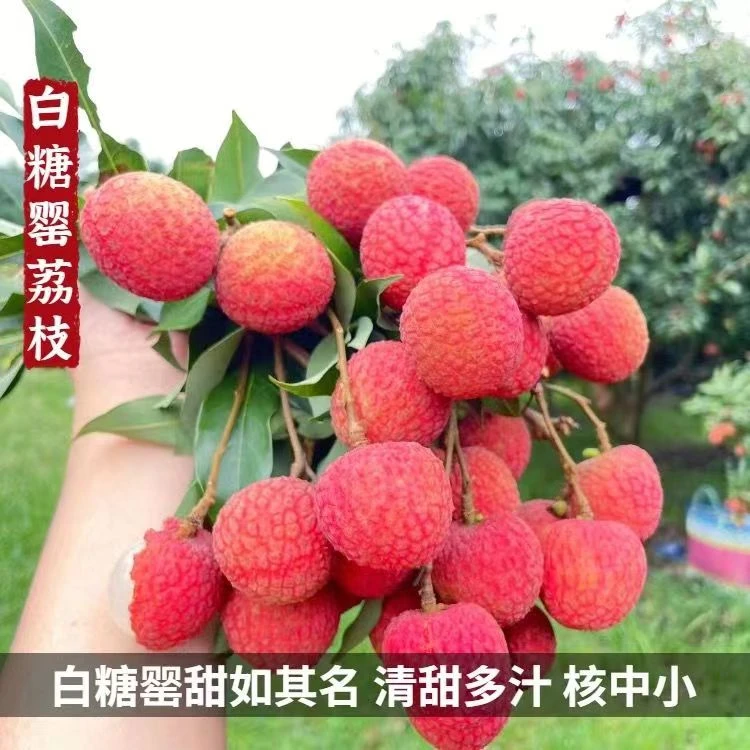 【顺丰包邮】正宗广东高州白糖罂荔枝早熟品种采摘新鲜荔枝皮薄多汁