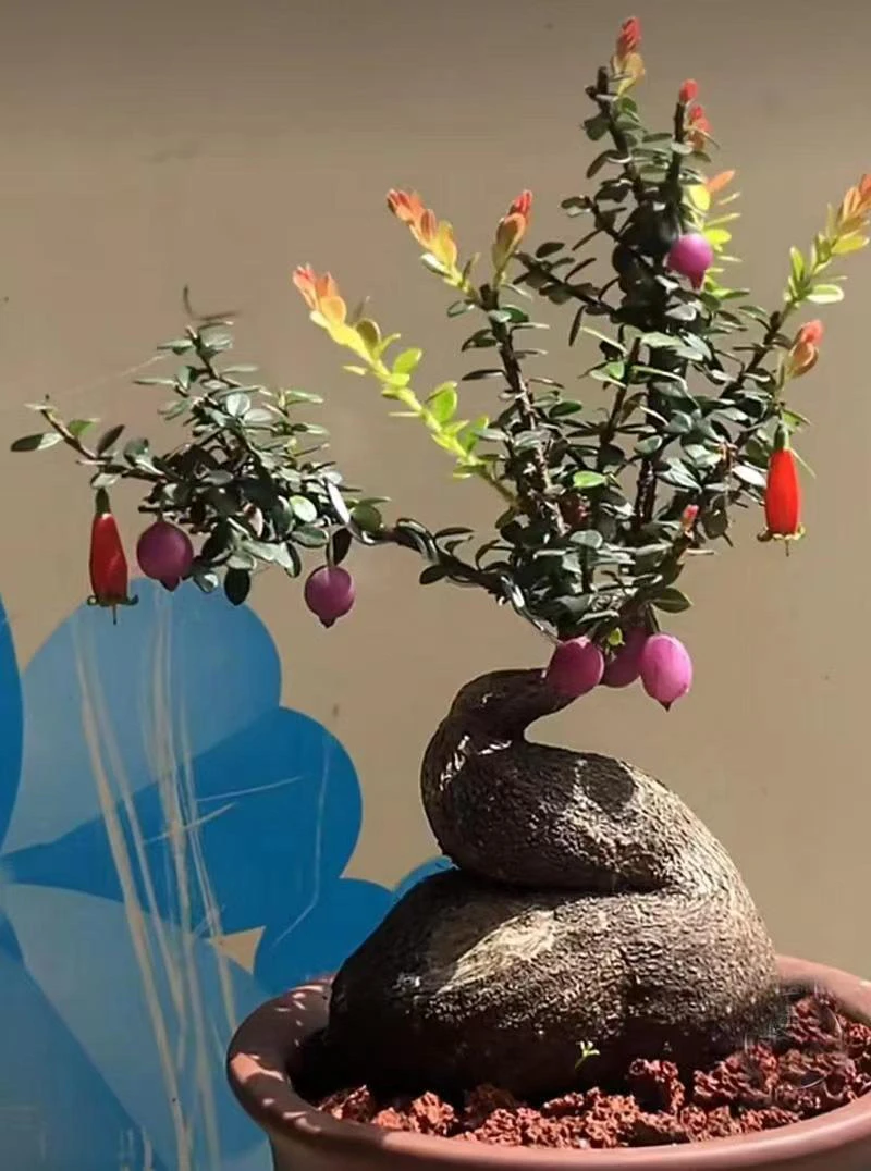 云南网红树萝卜红花米叶五翅莓