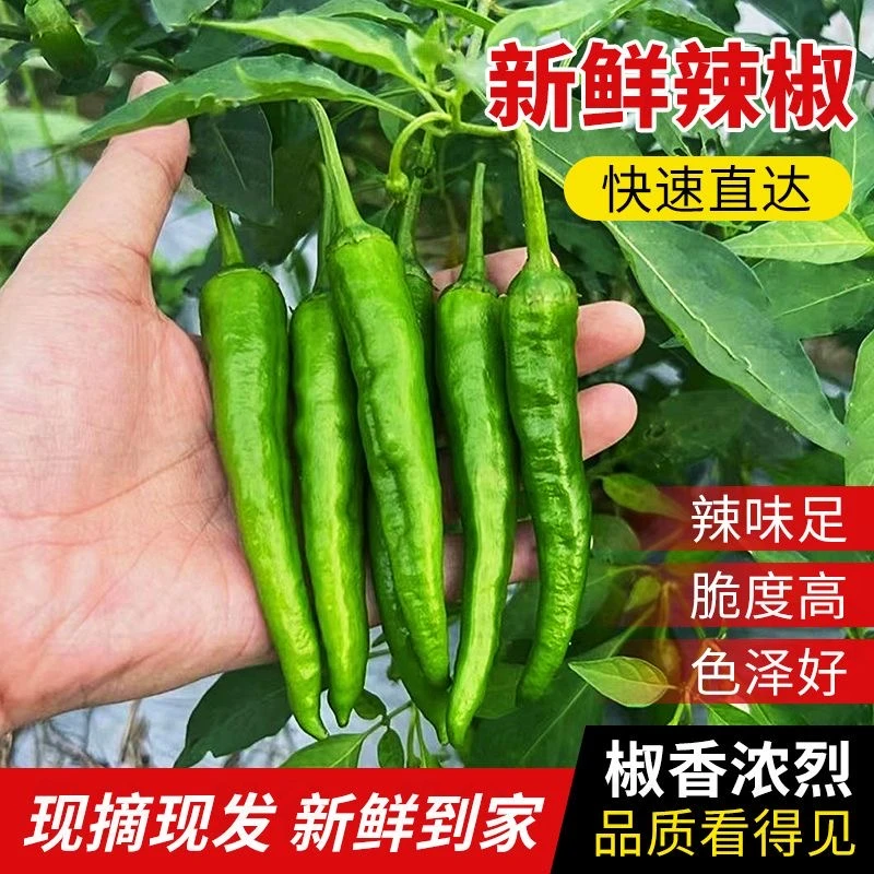 【专属】青辣椒新鲜薄皮辣椒青辣椒青椒皱皮辣椒青辣椒产地直发