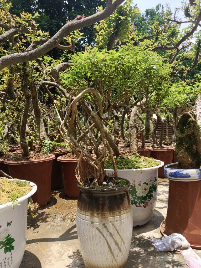 水杨梅水团花一物一拍