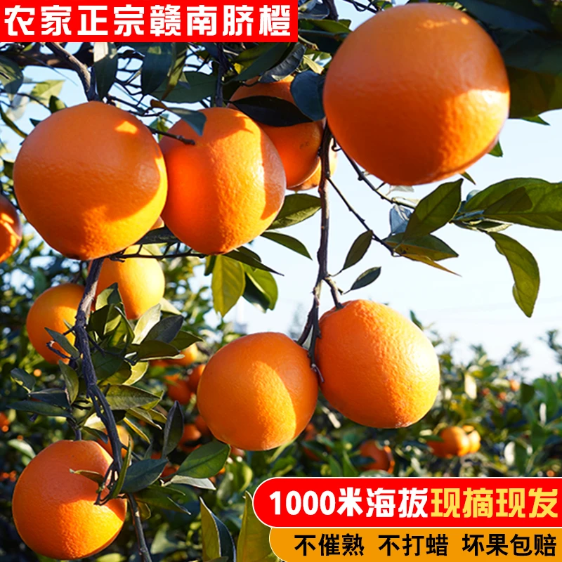 农家正宗江西赣南脐橙应季新鲜水果5斤10斤20斤装果园现摘甜橙子