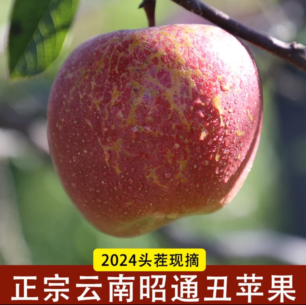 100G-110G大号苹果树上熟红富士清甜脆