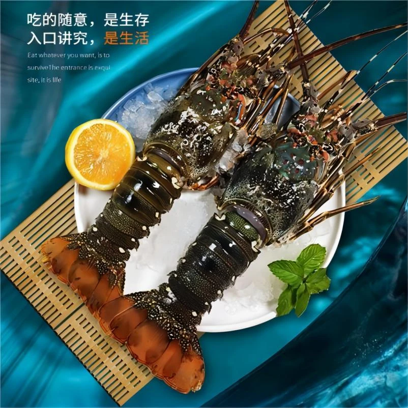 小青龙活冻龙虾鲜活冷冻活体速冻生动海鲜水产12-20两/只顺丰