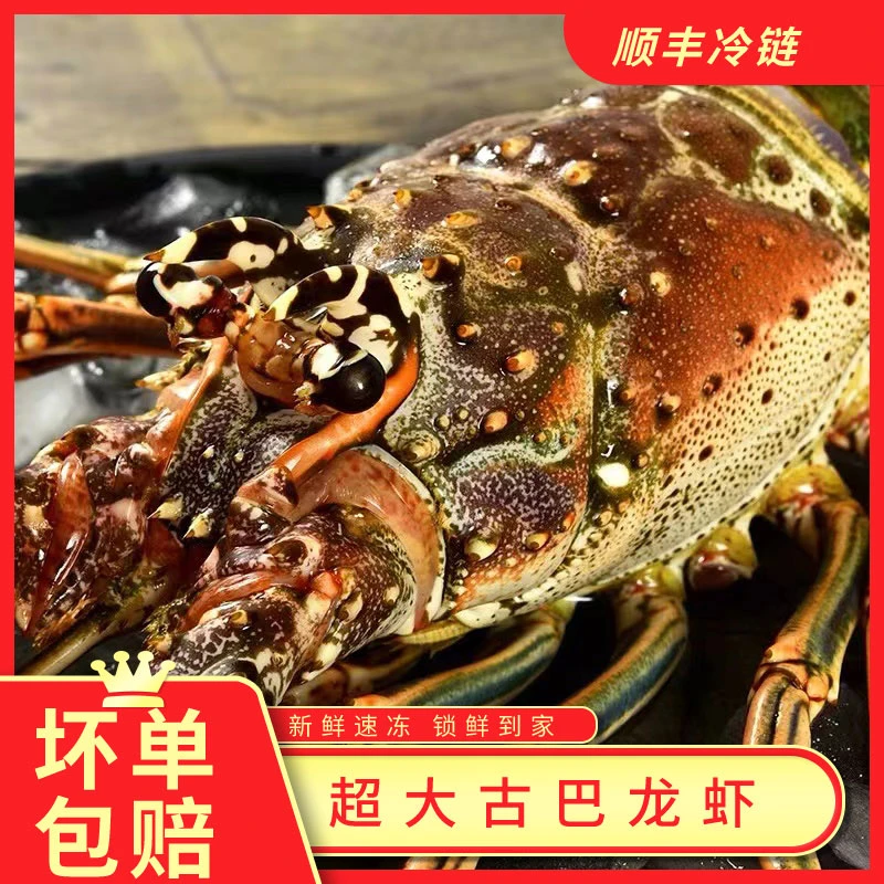 鲜活1-1.5斤冷冻龙虾古巴龙海鲜水产鲜美