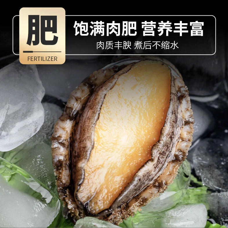 【活冻】新鲜鲍鱼鲜活速冻超大海捕非即食大鲍鱼6-12头海鲜水产