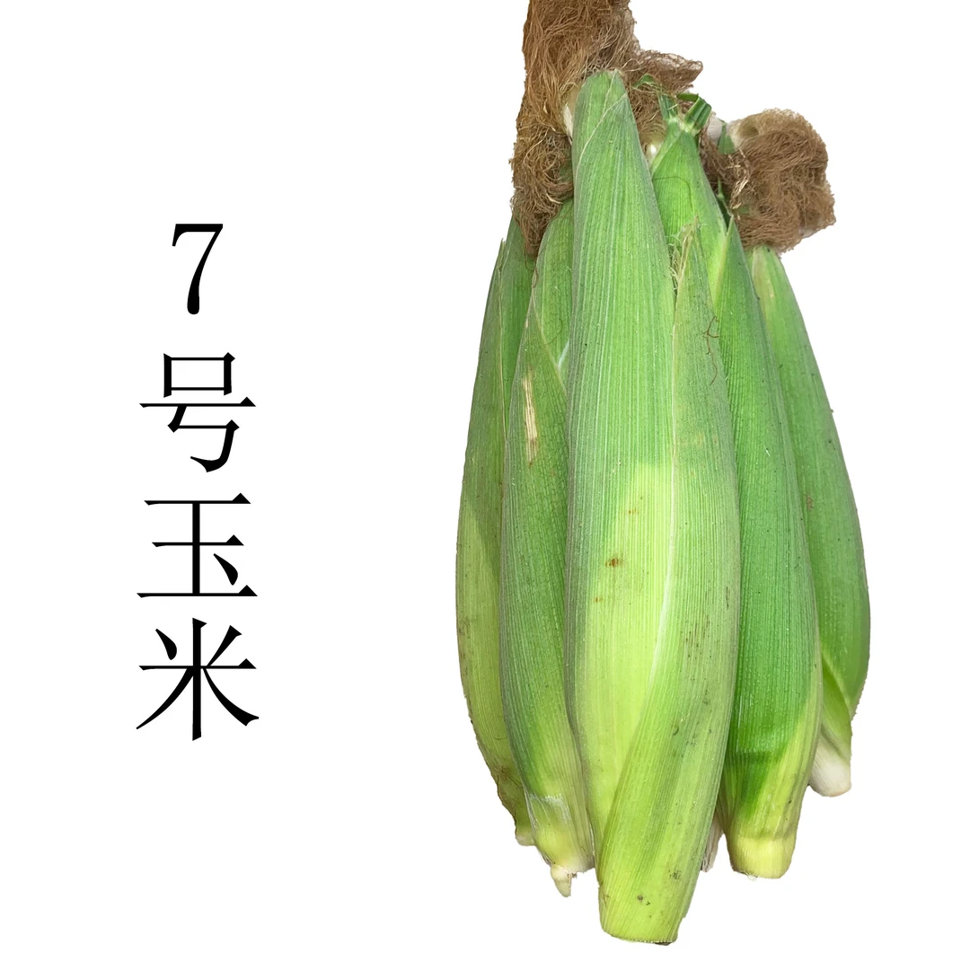 戴村7号玉米 糯大于甜【尚田农业】