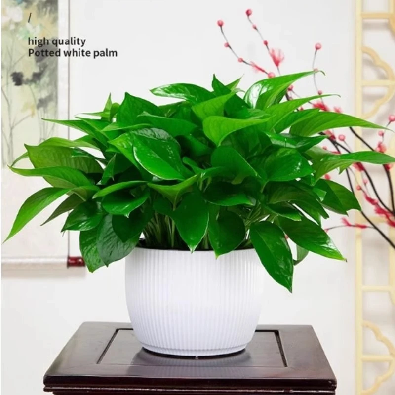 植物盆栽客厅大型绿植室内落地办公室凤尾竹四季常青易好养