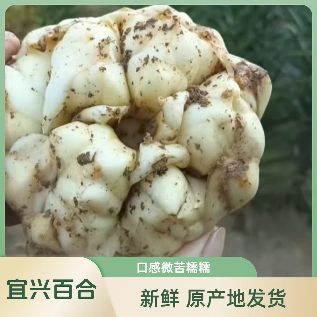 顺丰包邮2025年新鲜宜兴百合微苦特级糯食用散装新鲜包邮土特产