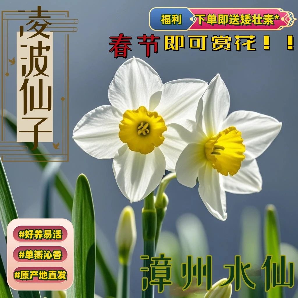 正宗漳州水仙花种球水养花卉种子花王大球根室内外冬季水培花植物