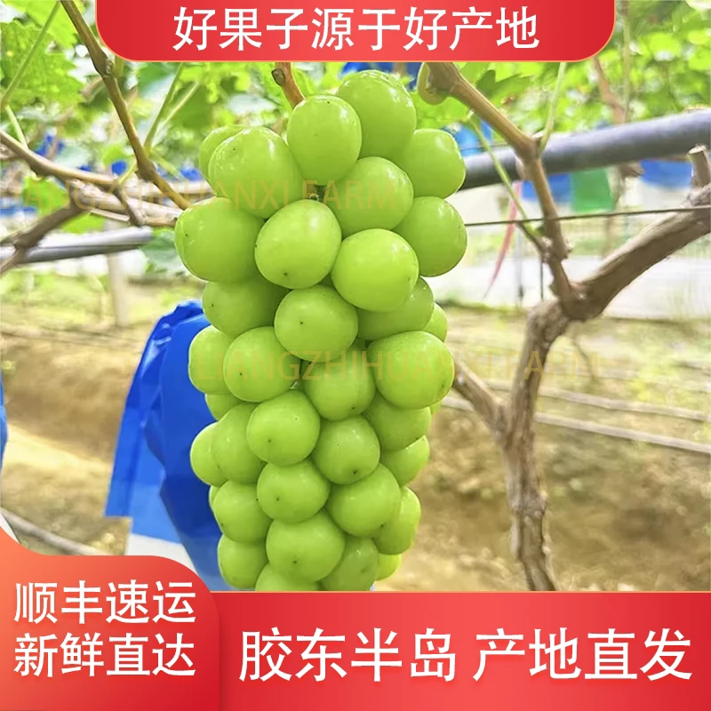 【一级果】阳光玫瑰葡萄青提新鲜应季孕妇水果无籽晴王提子香印正宗