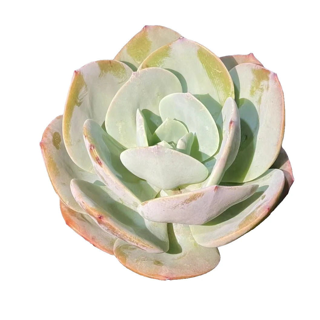 单头白凤多肉植物优选精选发货种植售后基地自产自销包赔包赔