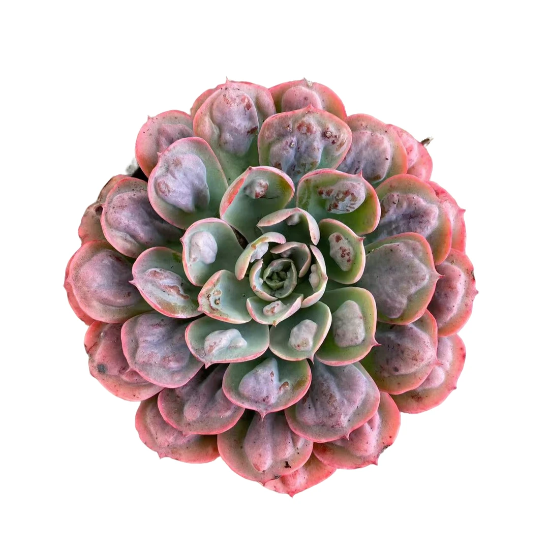 精品单头雨滴多肉植物精选发货种植售后基地优选自产自销