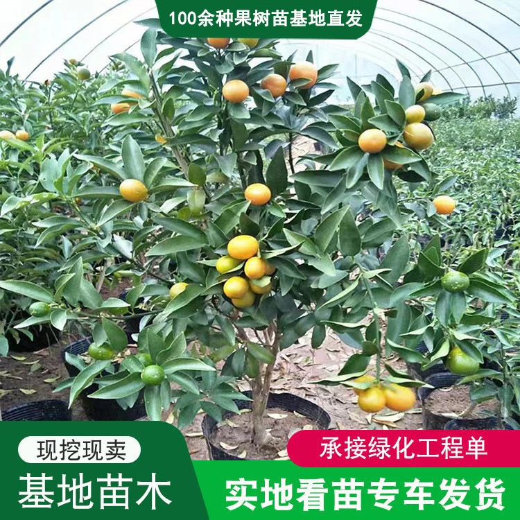 金桔盆栽_盆栽金桔批发_果树苗橘子树苗观赏带果