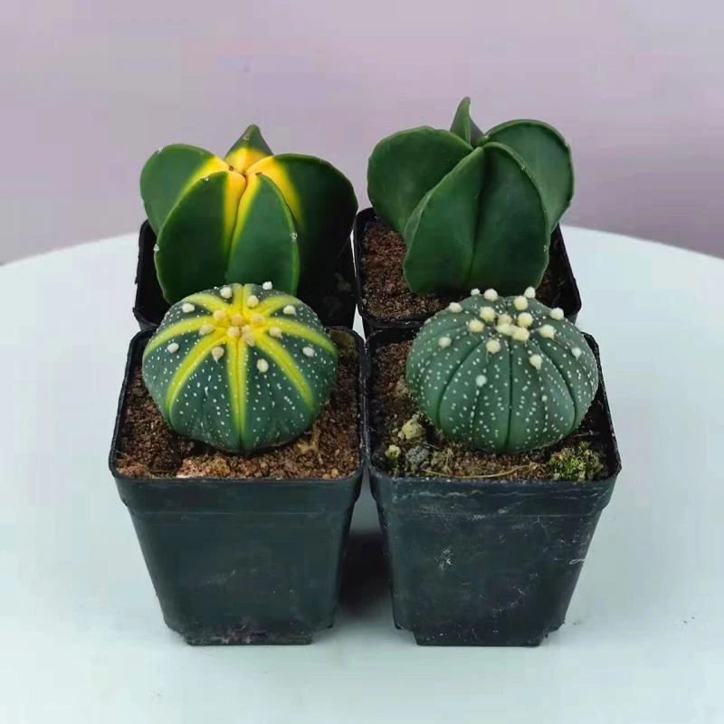 仙人掌多肉植物万重山盆栽客厅绿植花卉室内办公室组合好养吸甲醛