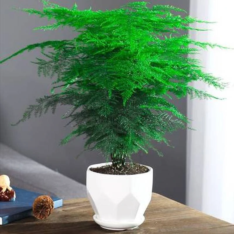 【精品】文竹盆栽室内绿植物花卉盆景办公室客厅桌面好养四季常青