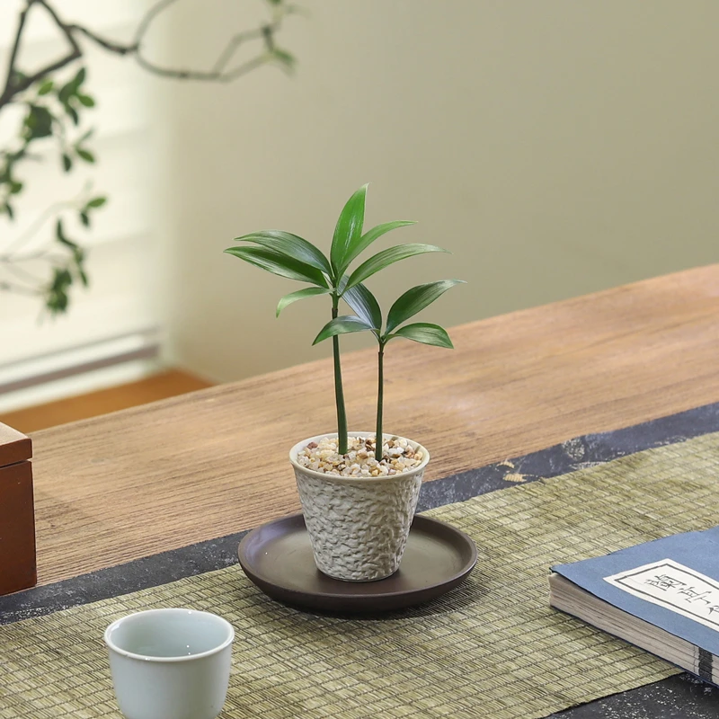 水培新宠竹柏盆栽驱蚊竹富贵竹水养植物室内客厅绿植花卉四季常青