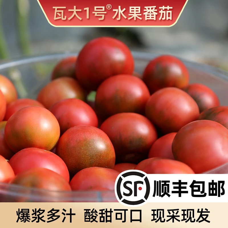 精选瓦大一号鲜食番茄铁皮孕妇水果西红柿草莓柿子自然熟爆浆5斤