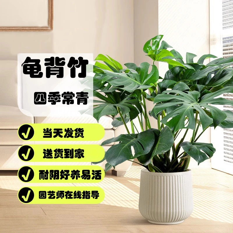 美观大叶盆栽植物龟背竹盆栽开业室内绿植办公室客厅高档大气绿植