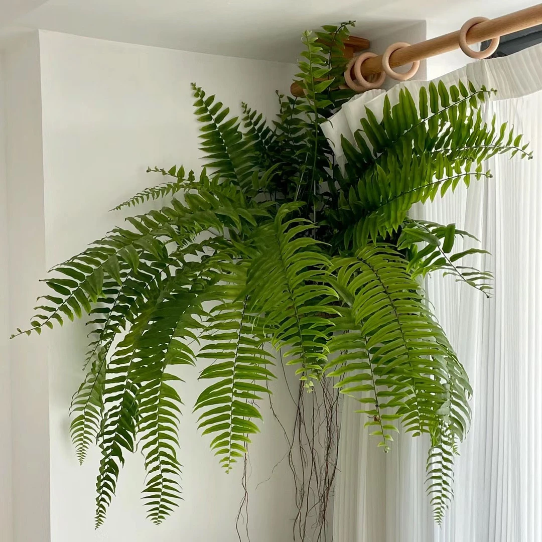 霸王蕨大型绿植室内蕨类绿植绿植霸王蕨吊盆耐阴绿植蕨类植物盆栽