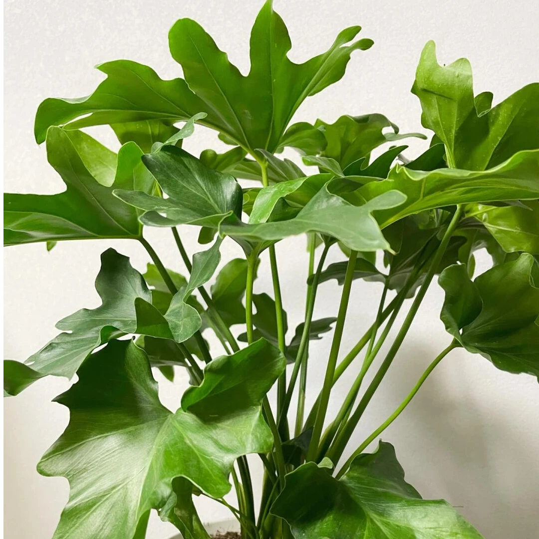 [春羽] 1盆 水培植物盆栽室内绿植室外易养活美观
