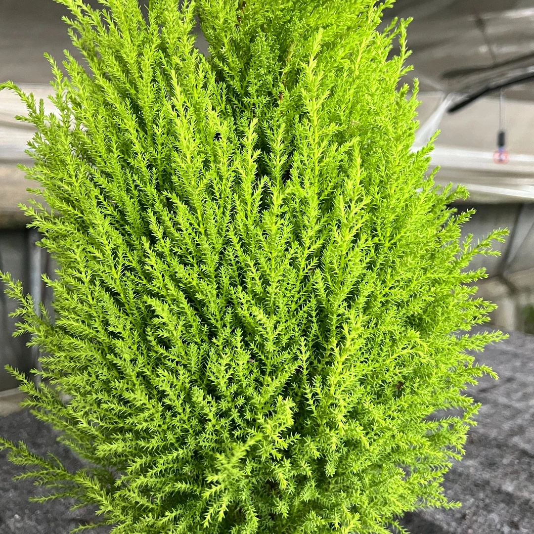 [小香松] 地栽盆栽柠檬香四季庭院精致造型观赏