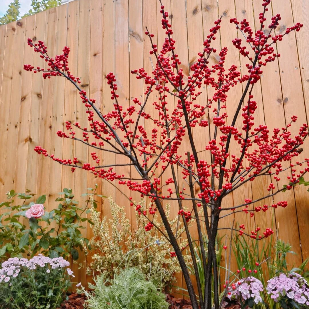 [北美冬青] 1盆120口径 高杆地栽庭院耐寒观赏花卉红果带果发货