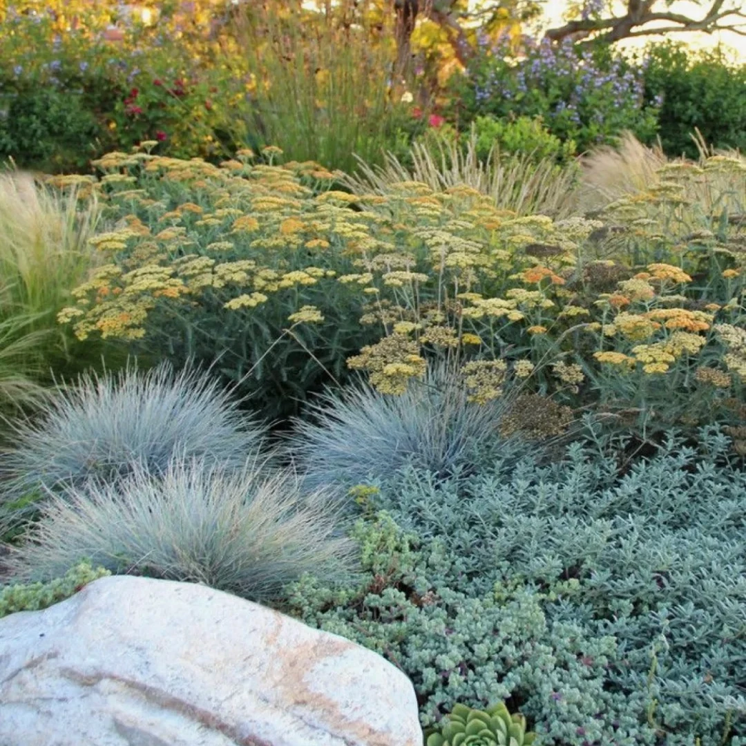 [蓝羊茅草] 6盆110口径 地被植物造景观赏草四季耐寒雾霾蓝色耐旱